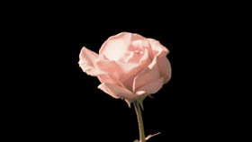 Gifs animés bonjour rose rose